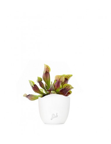 Sarracenia Purpurea Hybride