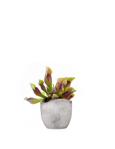 Sarracenia Purpurea Hybride