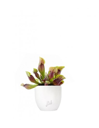Sarracenia Purpurea Hybride
