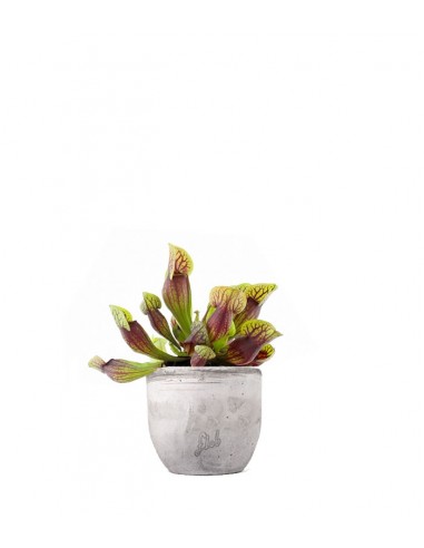 Sarracenia Purpurea Hybride