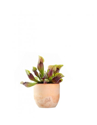 Sarracenia Purpurea Hybride