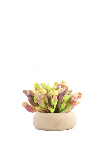 Sarracenia Purpurea Hybride XL