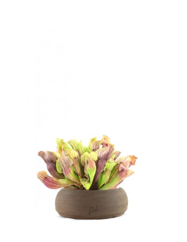 Sarracenia Purpurea Hybride XL