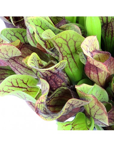 Sarracenia Purpurea Hybride XL