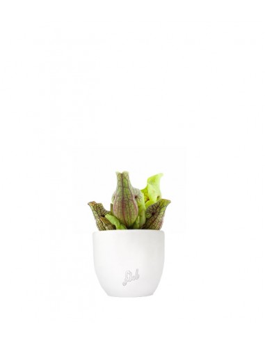 Sarracenia Purpurea Venosa