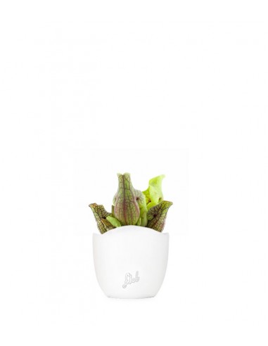 Sarracenia Purpurea Venosa