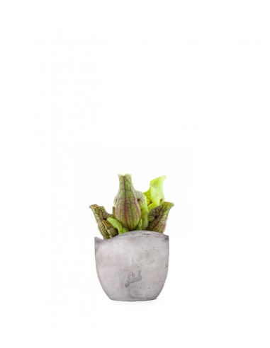 Sarracenia Purpurea Venosa