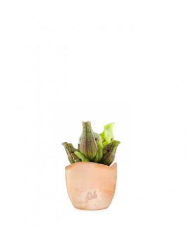 Sarracenia Purpurea Venosa