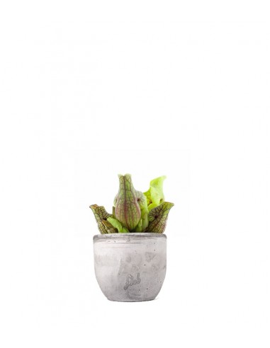 Sarracenia Purpurea Venosa