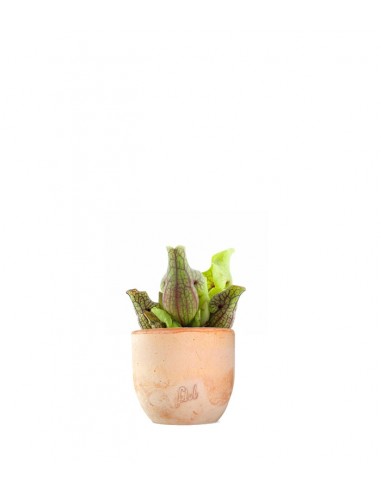 Sarracenia Purpurea Venosa