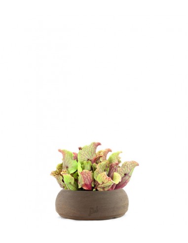 Sarracenia Purpurea Venosa XL