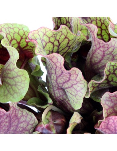 Sarracenia Purpurea Venosa XL