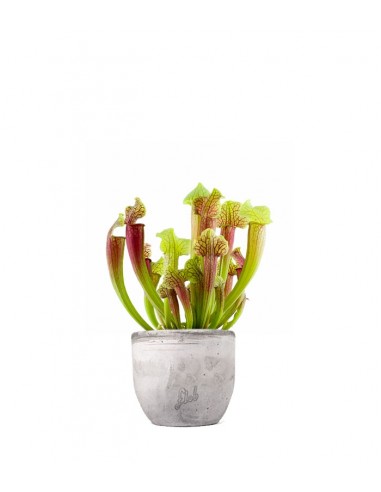 Sarracenia Smoorii