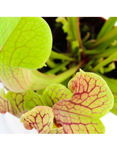 Sarracenia Smoorii