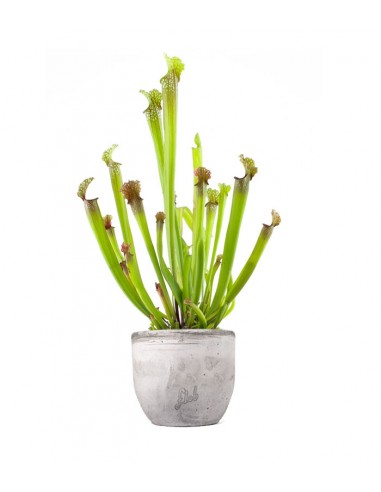 Sarracenia Stevensii