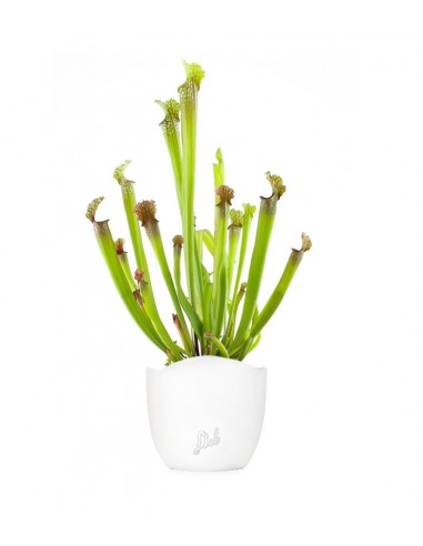 Sarracenia Stevensii