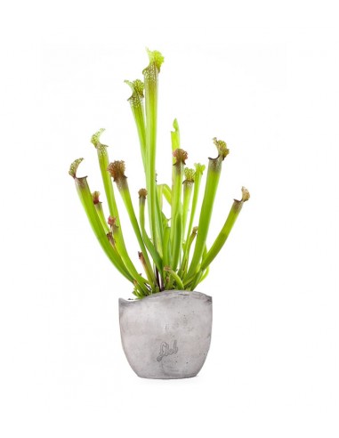 Sarracenia Stevensii