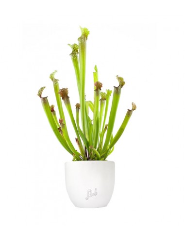 Sarracenia Stevensii