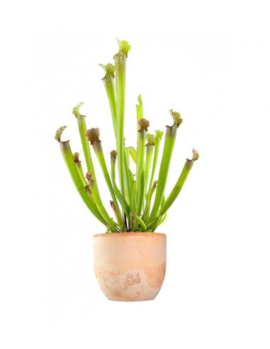 Sarracenia Stevensii