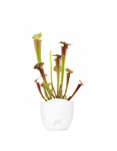 Sarracenia Tygo