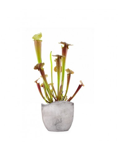 Sarracenia Tygo