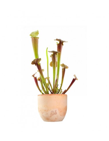 Sarracenia Tygo