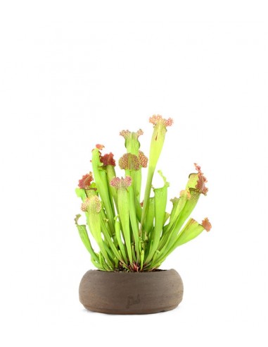 Sarracenia Velvet XL