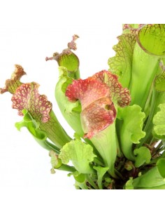 Sarracenia Velvet XL 2