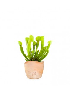 Sarracenia Vogel