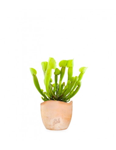Sarracenia Vogel