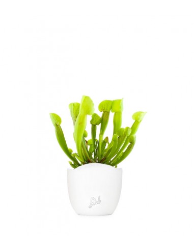 Sarracenia Vogel