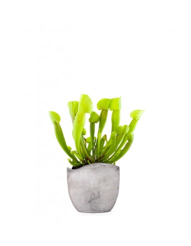 Sarracenia Vogel