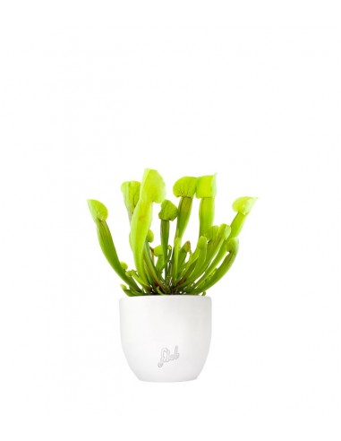 Sarracenia Vogel