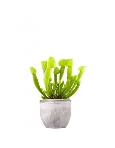 Sarracenia Vogel