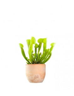 Sarracenia Vogel 2