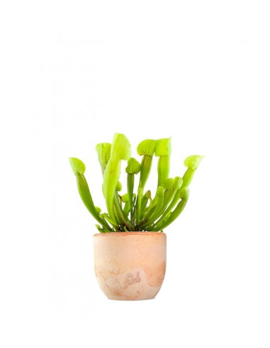 Sarracenia Vogel