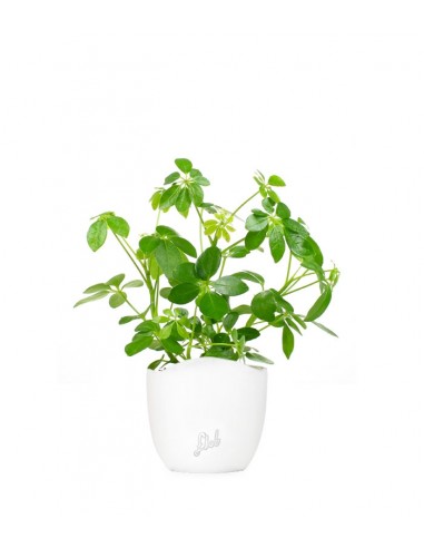 Schefflera