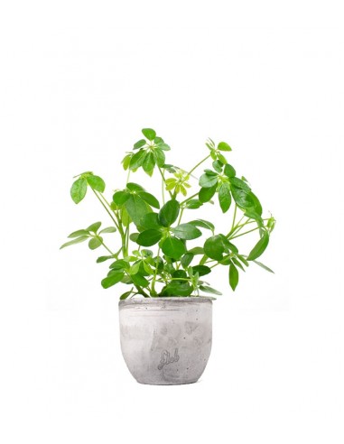 Schefflera