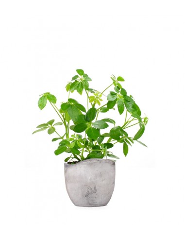 Schefflera