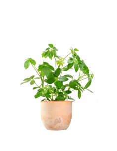 Schefflera 2