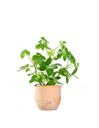Schefflera
