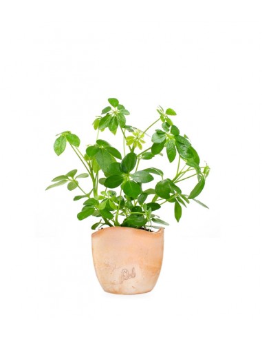 Schefflera