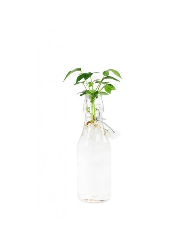 Schefflera idroponica in bottiglia