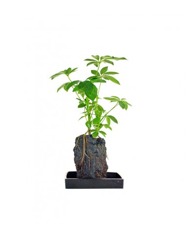 Schefflera su roccia lavica