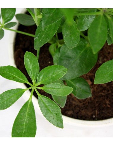 Schefflera vaso ciotola in terracotta