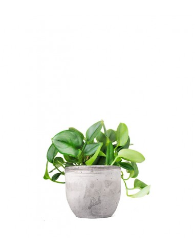 Scindapsus