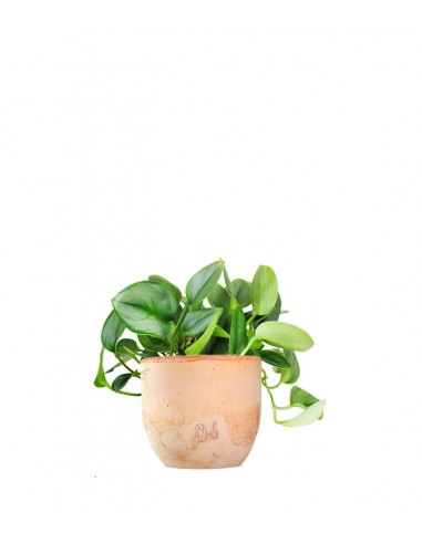 Scindapsus