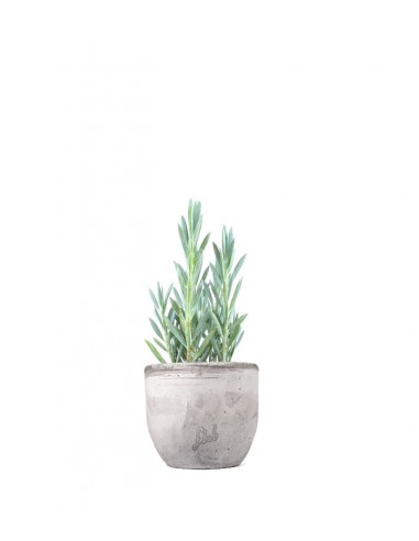 Senecio