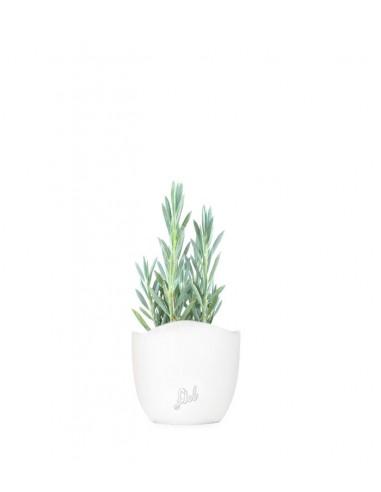 Senecio