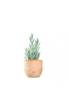 Senecio 2